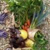 Kit Potager 100% BIO « Des Airs de Normandie »